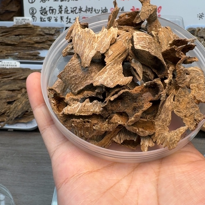 P***1海南临高吊齿20克