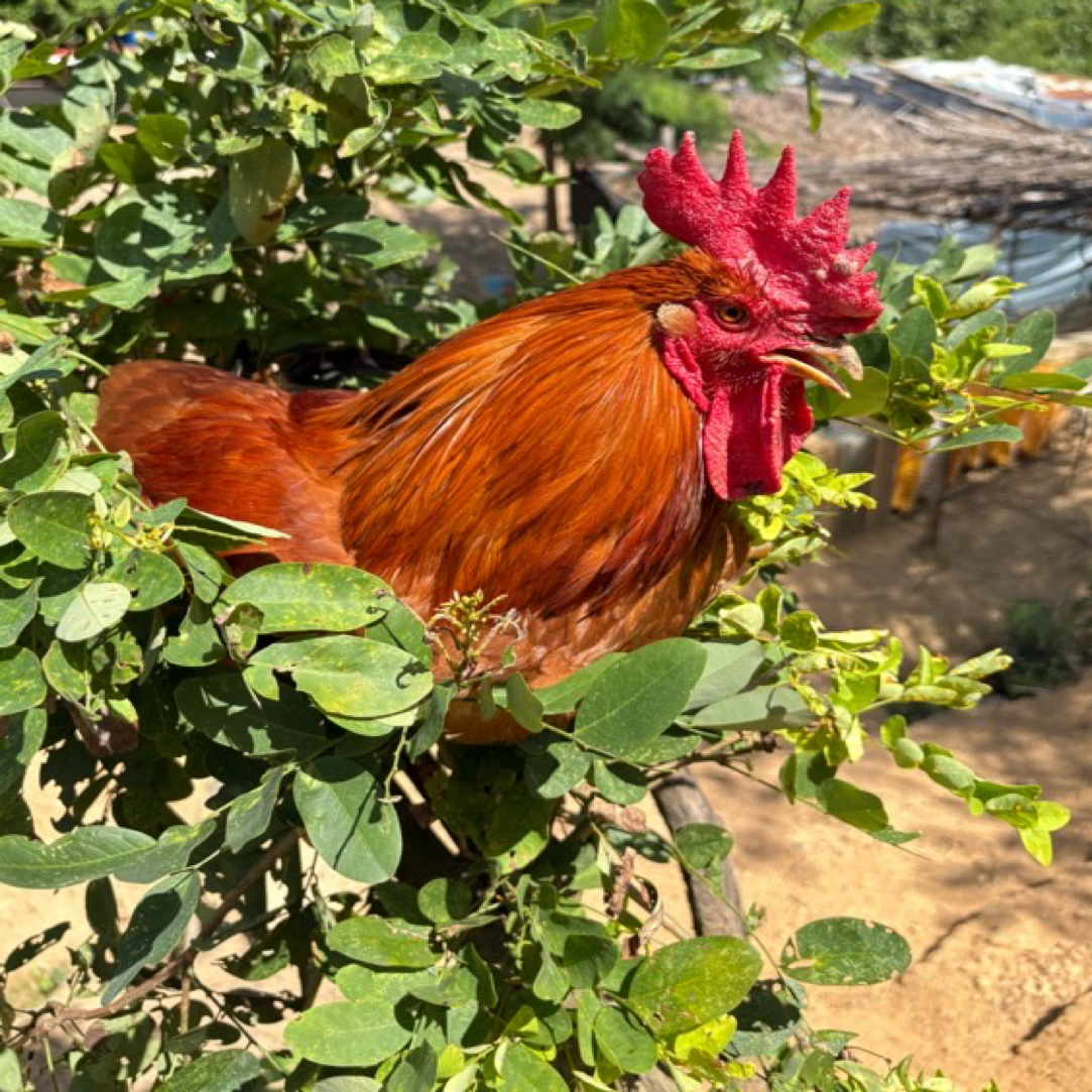 散养农家公鸡纯粮食喂养吃的放心健康