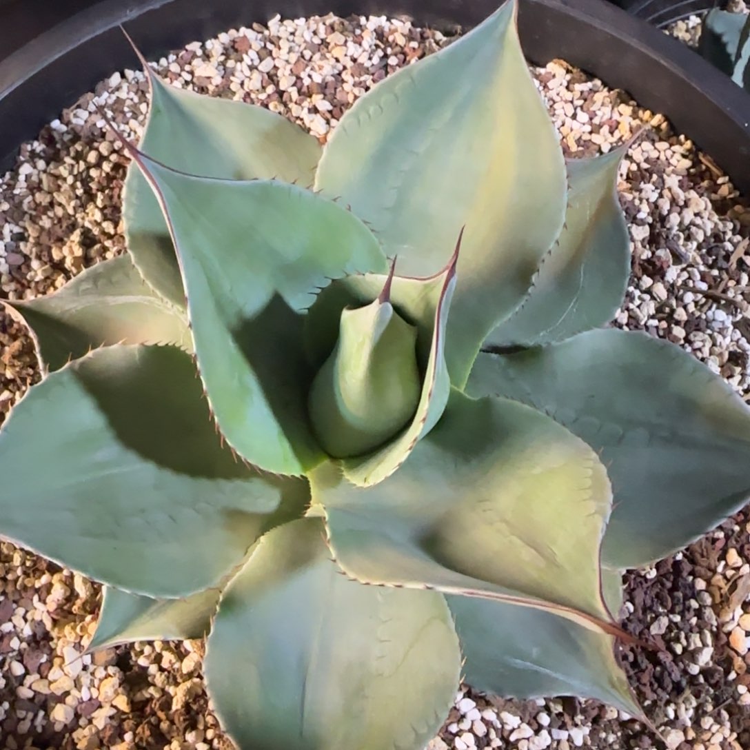 圆叶鲸鱼舌30厘米带盆土发货