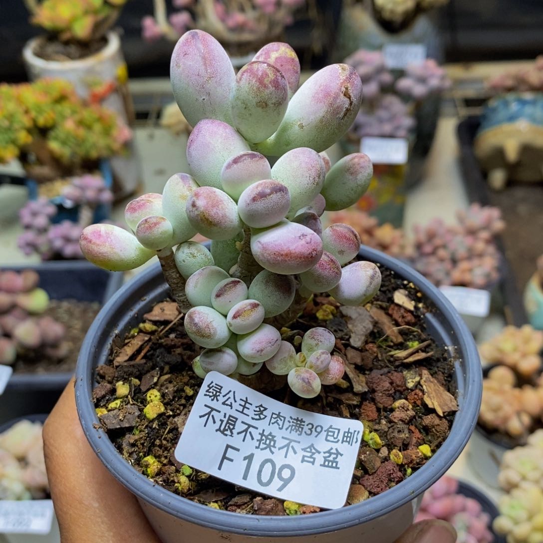 109乓乓福娘多肉有断枝