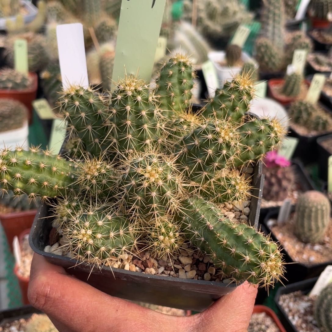 鹿角柱实生仙人球格桑鹿角