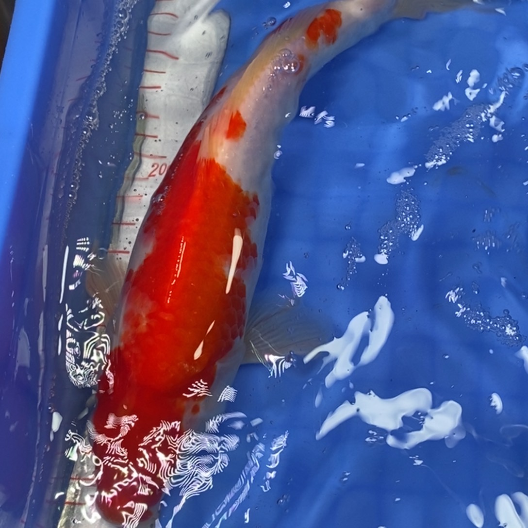 锦鲤冷水锦鲤包邮