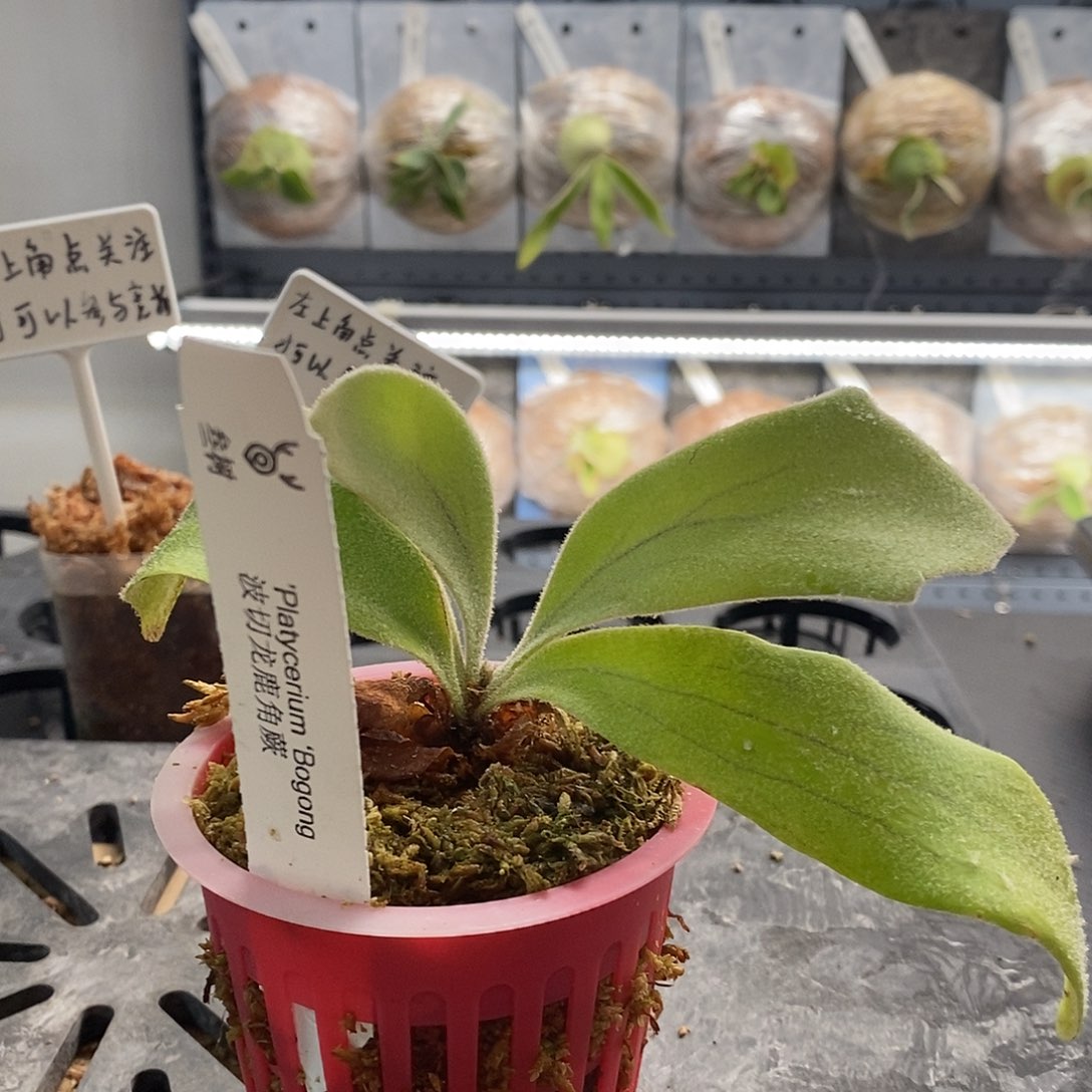 无花朵波切龙鹿角蕨