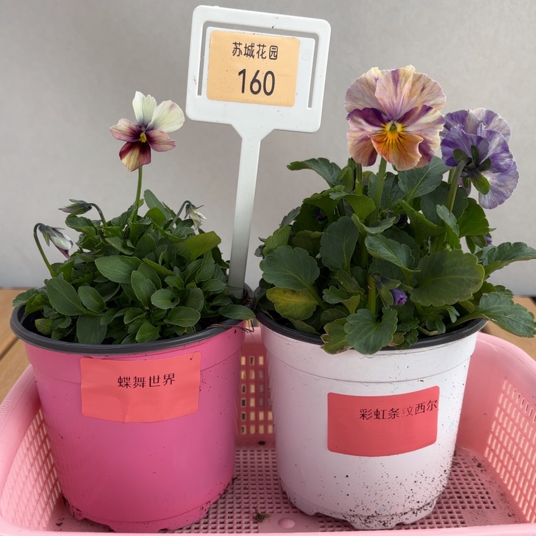 大部分开放少量花苞160