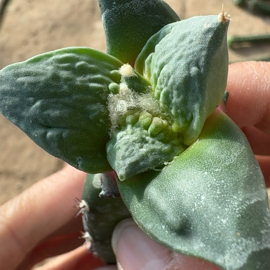 【闪购商品】栗源怒涛531