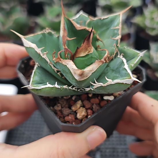 大白鲨仁王冠龙舌兰