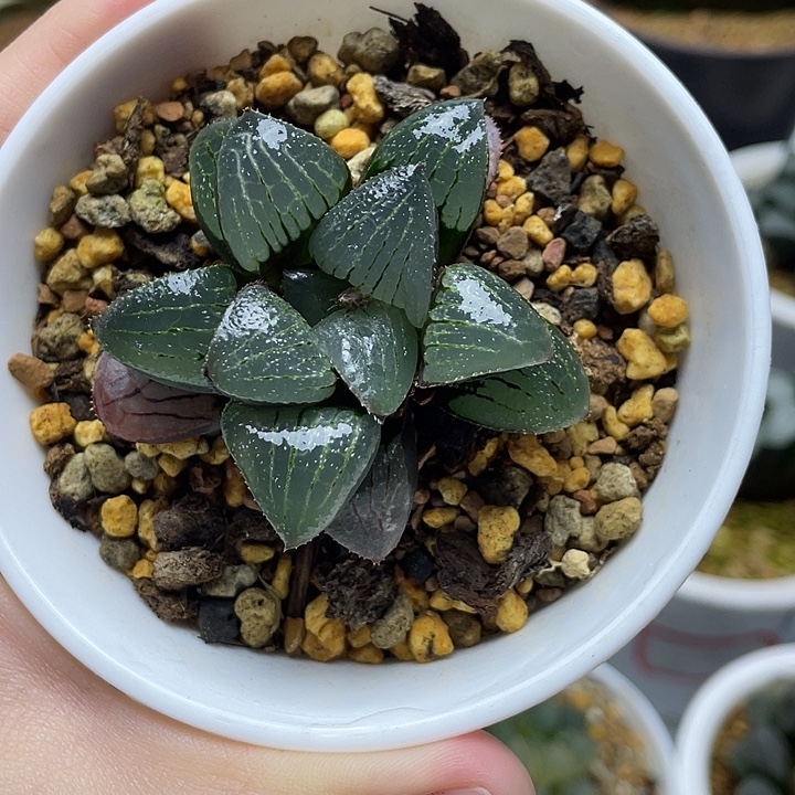 16  实生寿十二卷多肉