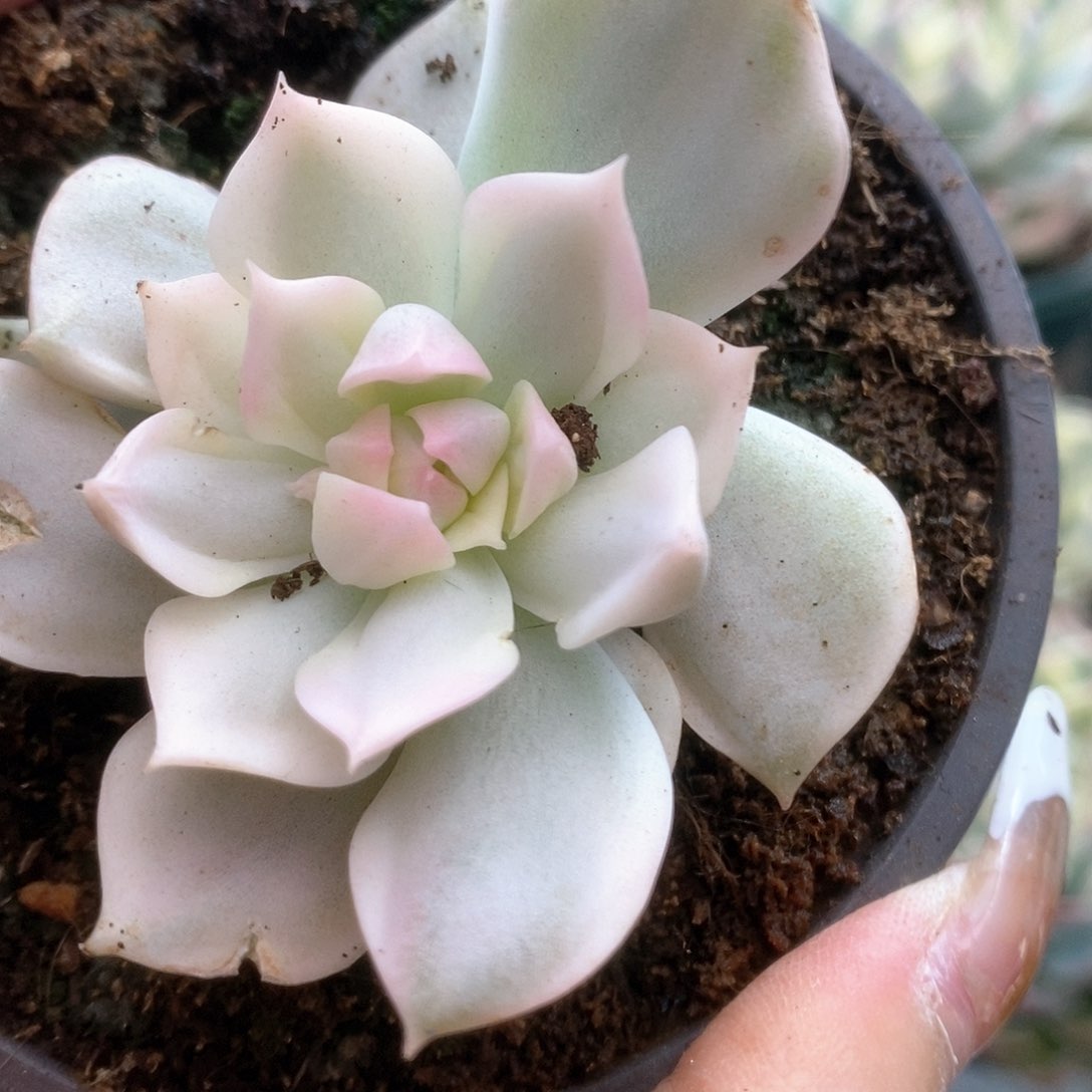 D141白牡丹变异种锦锦锦