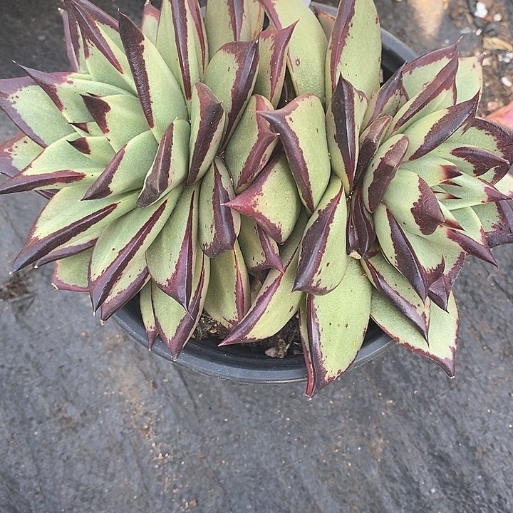 110———直播福利多肉