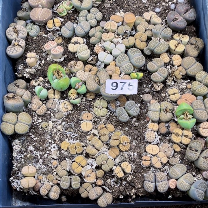 975 生石花一物一图如图