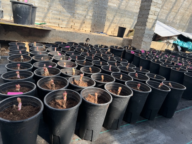 重瓣观赏牡丹洛阳牡丹花牡丹牡丹花树苗盆栽