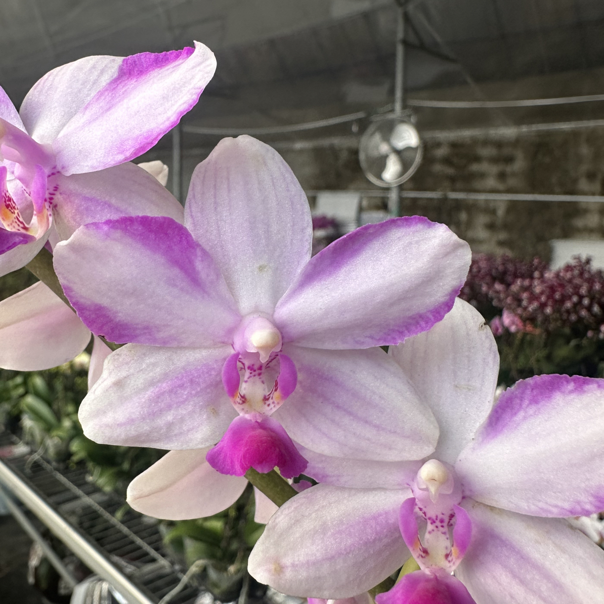 渟叙【紫水晶】3.0寸 带花带花苞