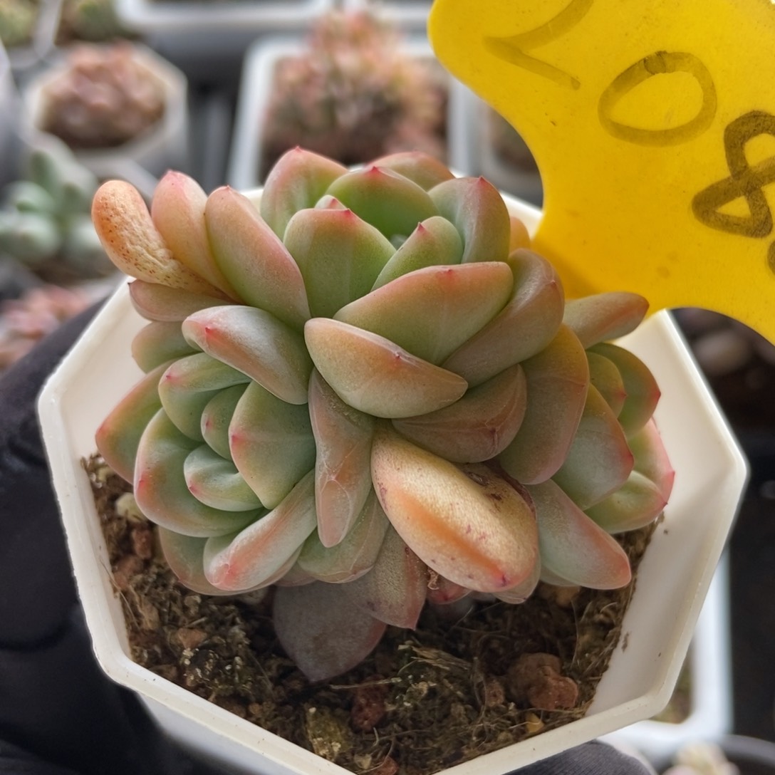 2086星星珍妮多肉植物