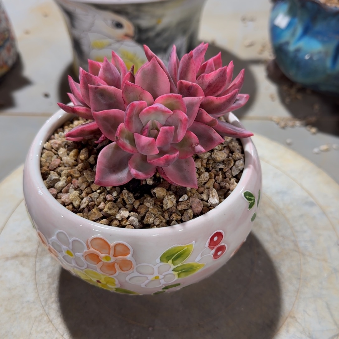 三头多肉植物锦的链接