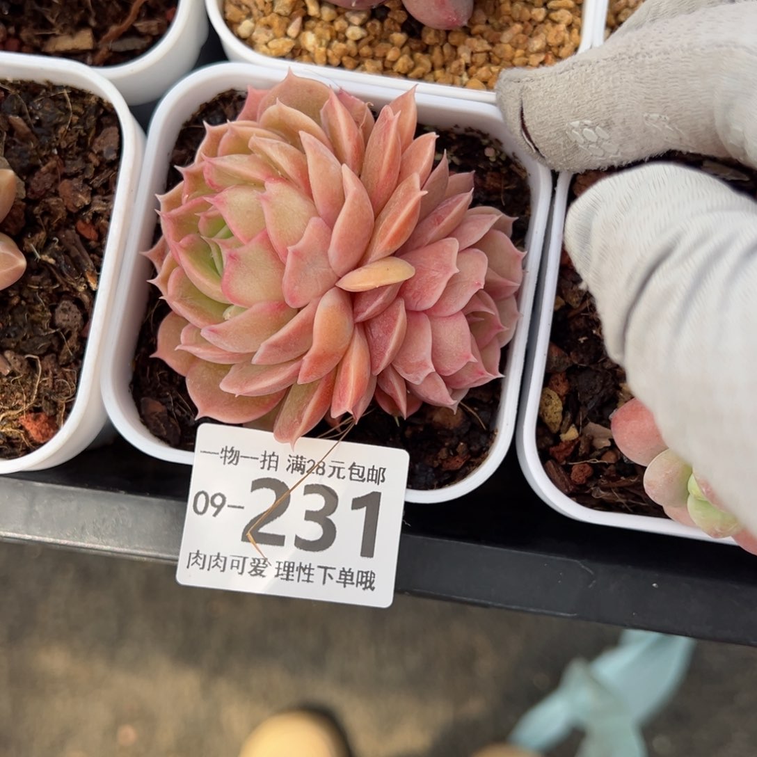 昂斯诺多肉多肉多肉多肉