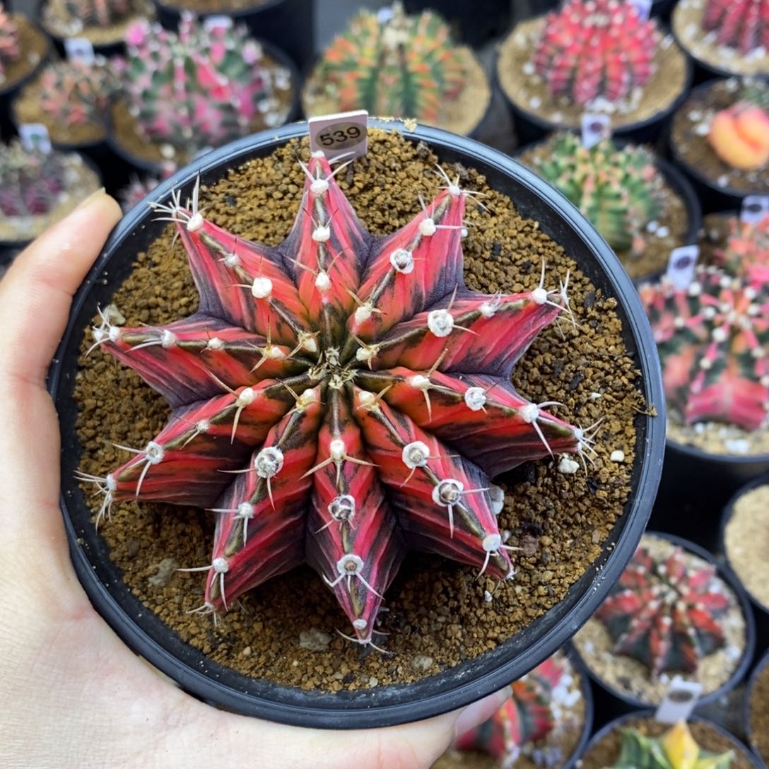 实生进口肋骨锦红宝石