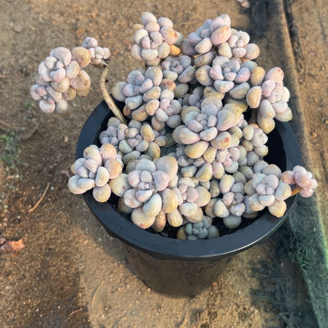 多肉植物多肉植物