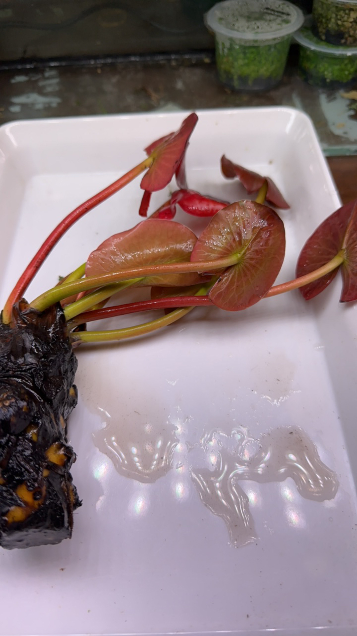 精品红荷根一个超级好养的水草