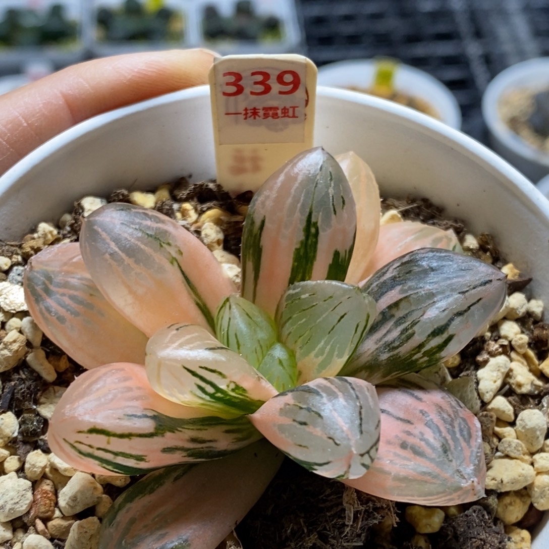 339号玉潭寿锦多肉