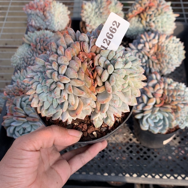 冰***雨12662嗯嗯嗯嗯好喜欢缀