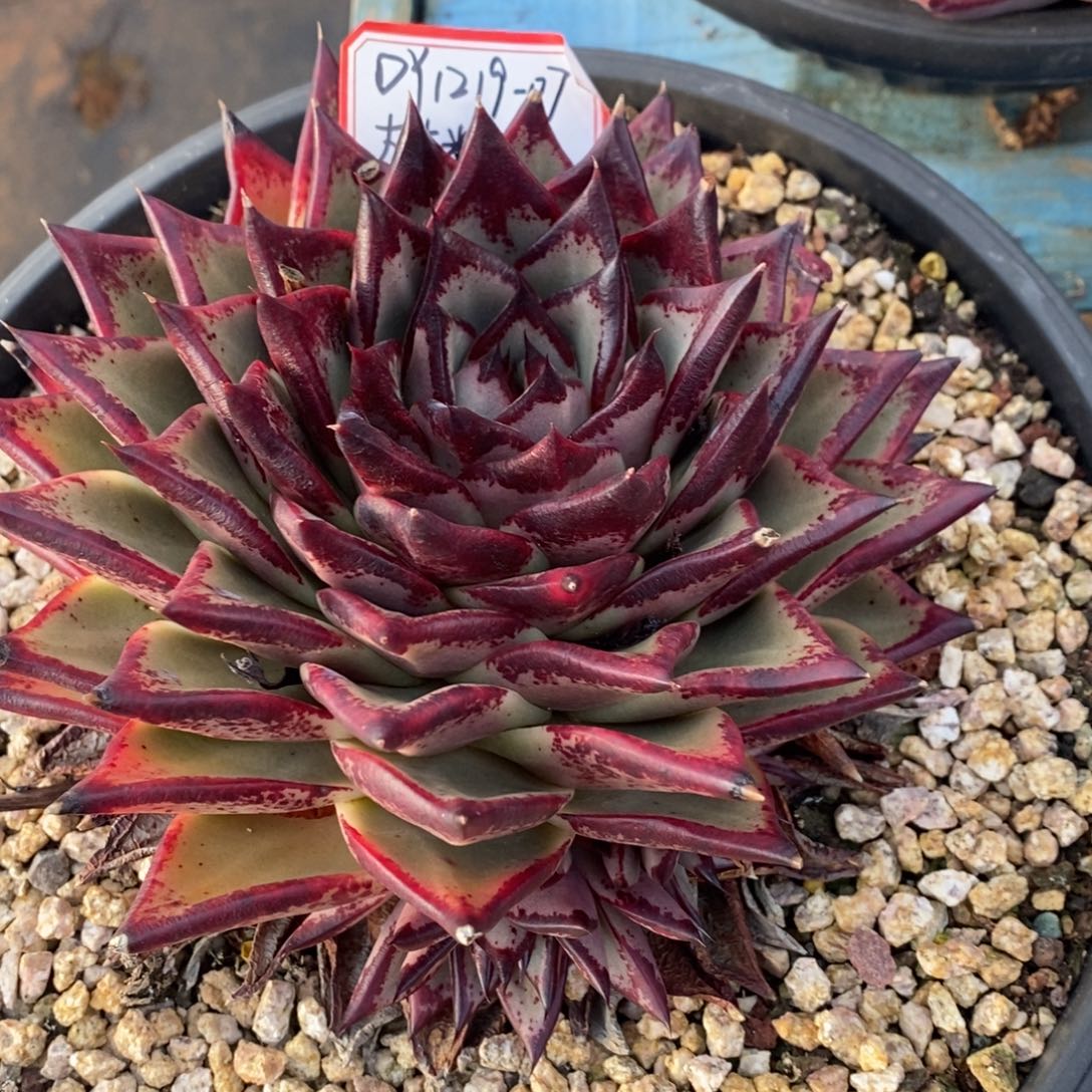 乌木1219-07（大大糖）