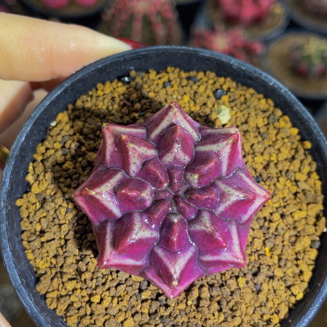 实生无刺00000000066