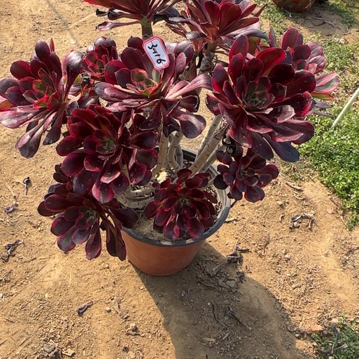 3-116丽娜朵朵多肉植物