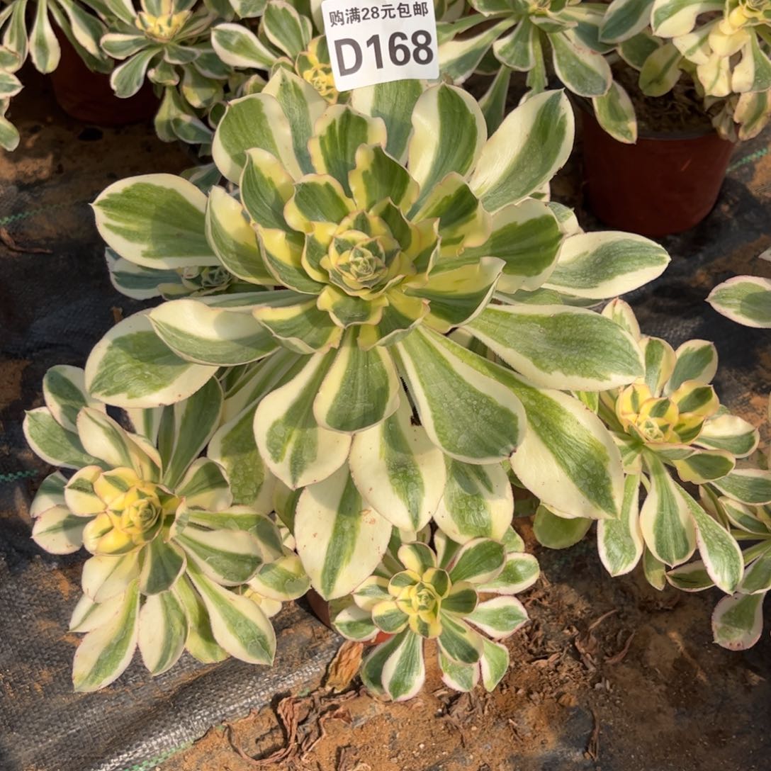 168多肉植物艳姿锦