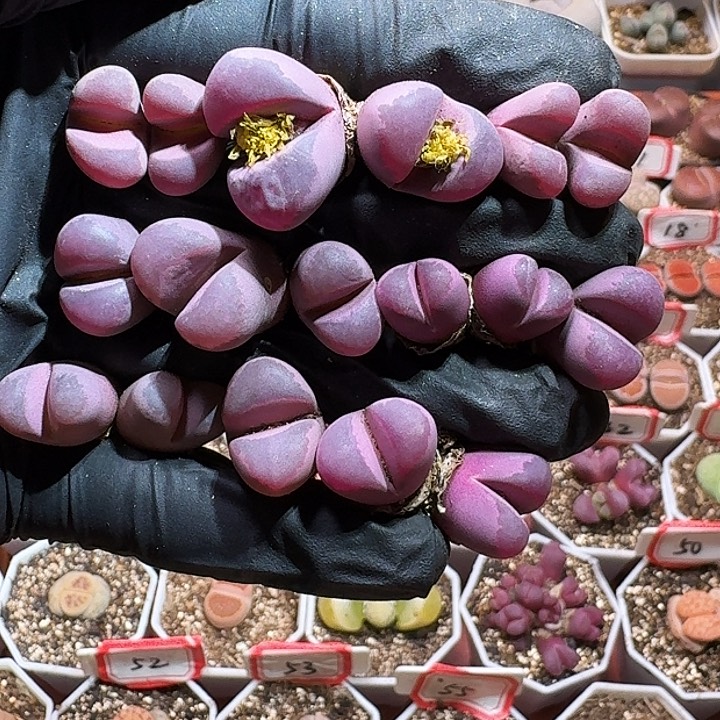 生石花22333。  67