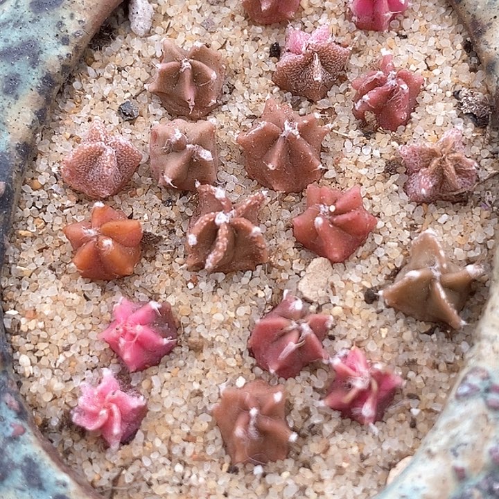 鸾凤一颗              