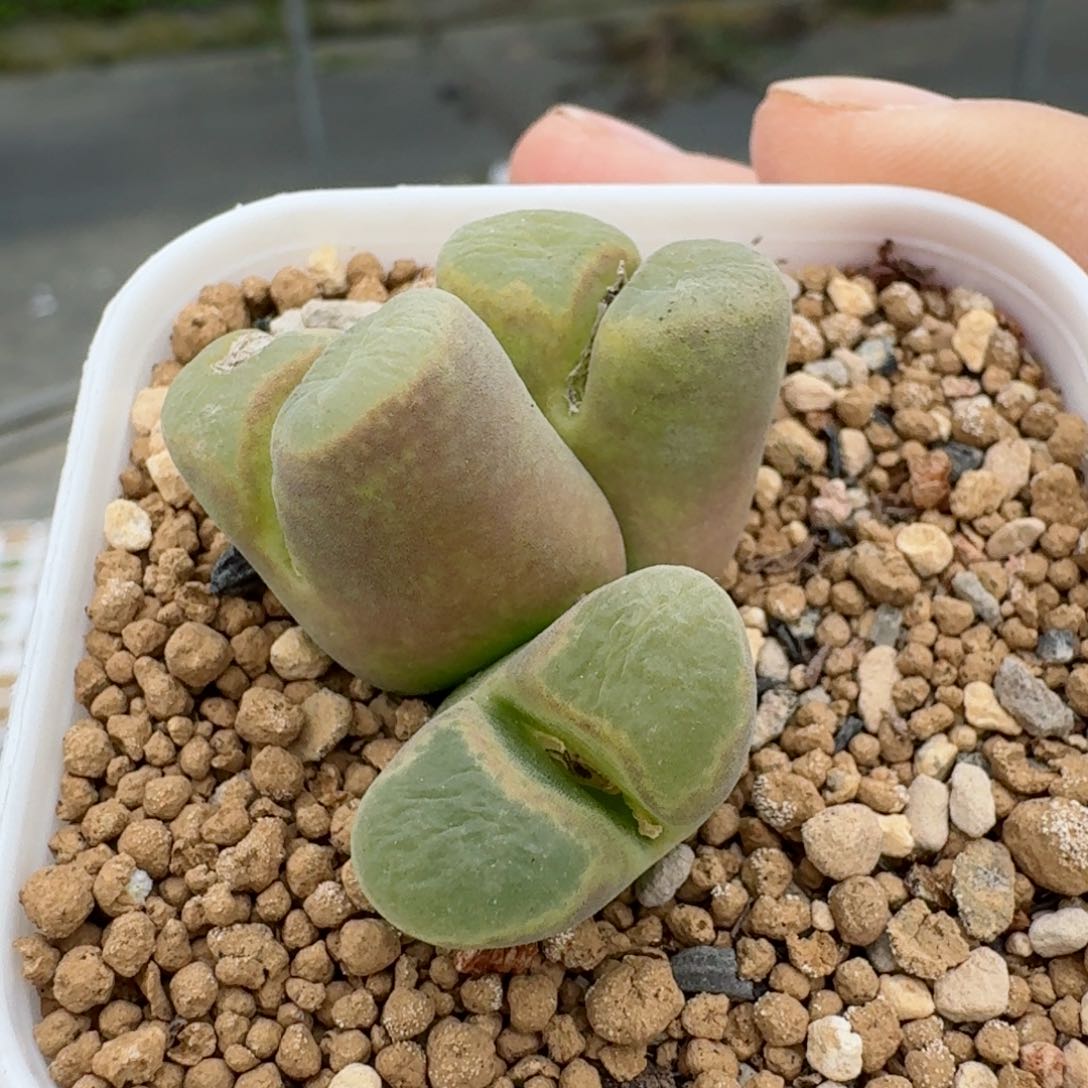 多肉..............