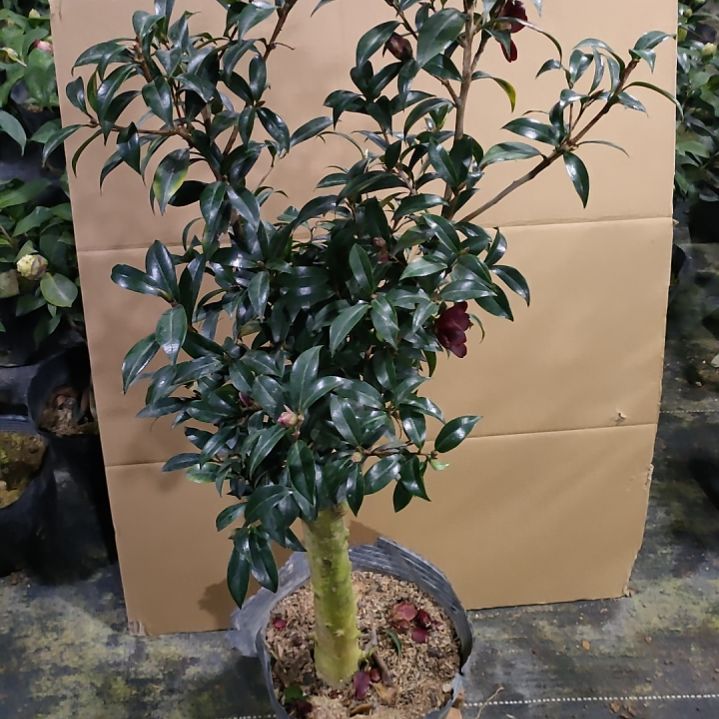 46黑骑士，原盆原土发货了