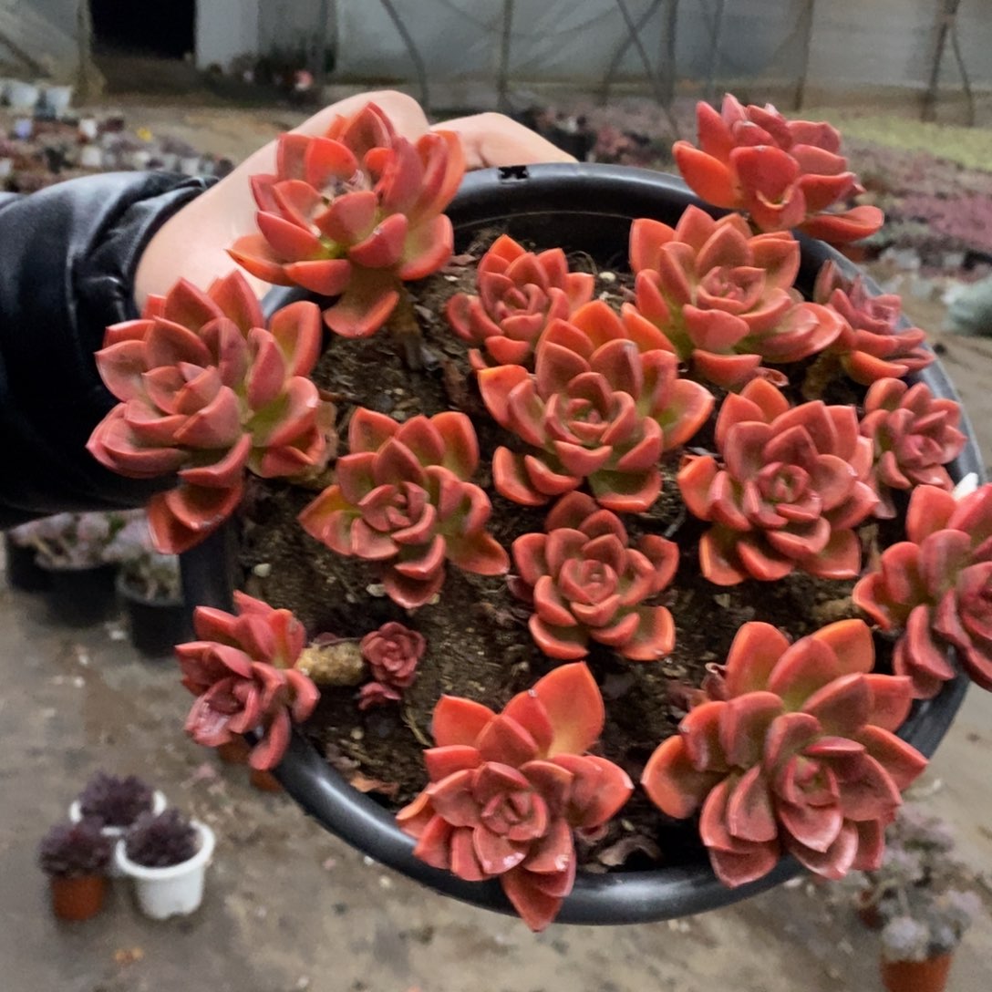 巧克力方砖散装带盆土大盆