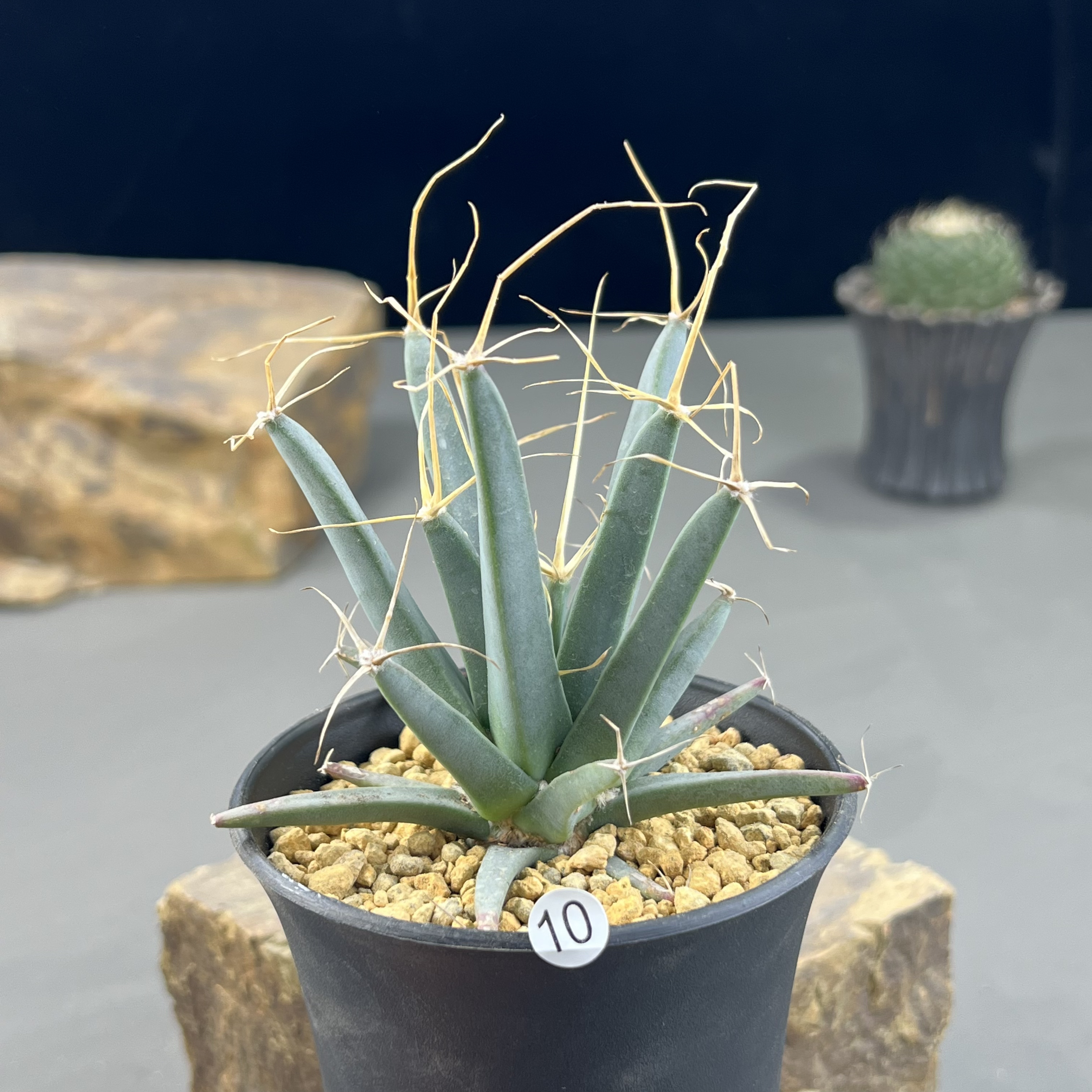 光山仙人球种播实生一物一拍10