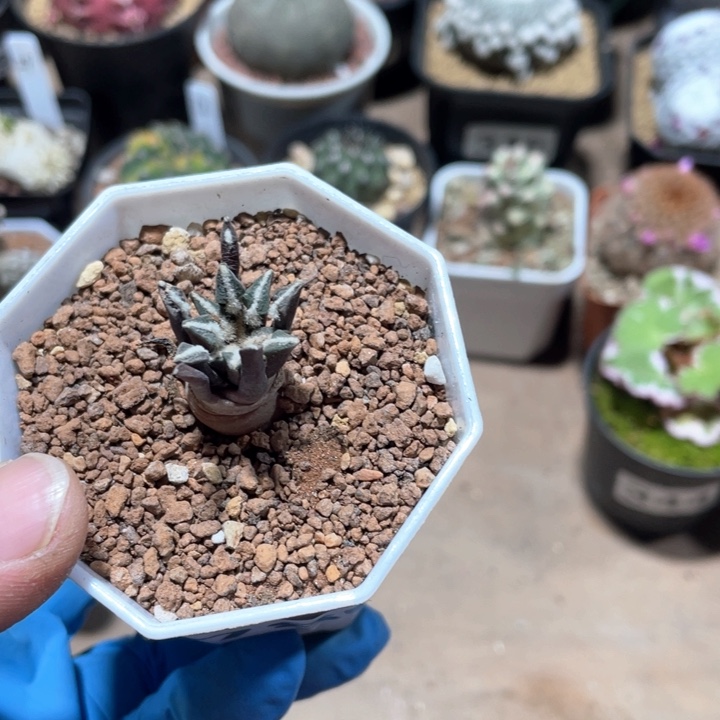 785实生黑牡丹仙人球