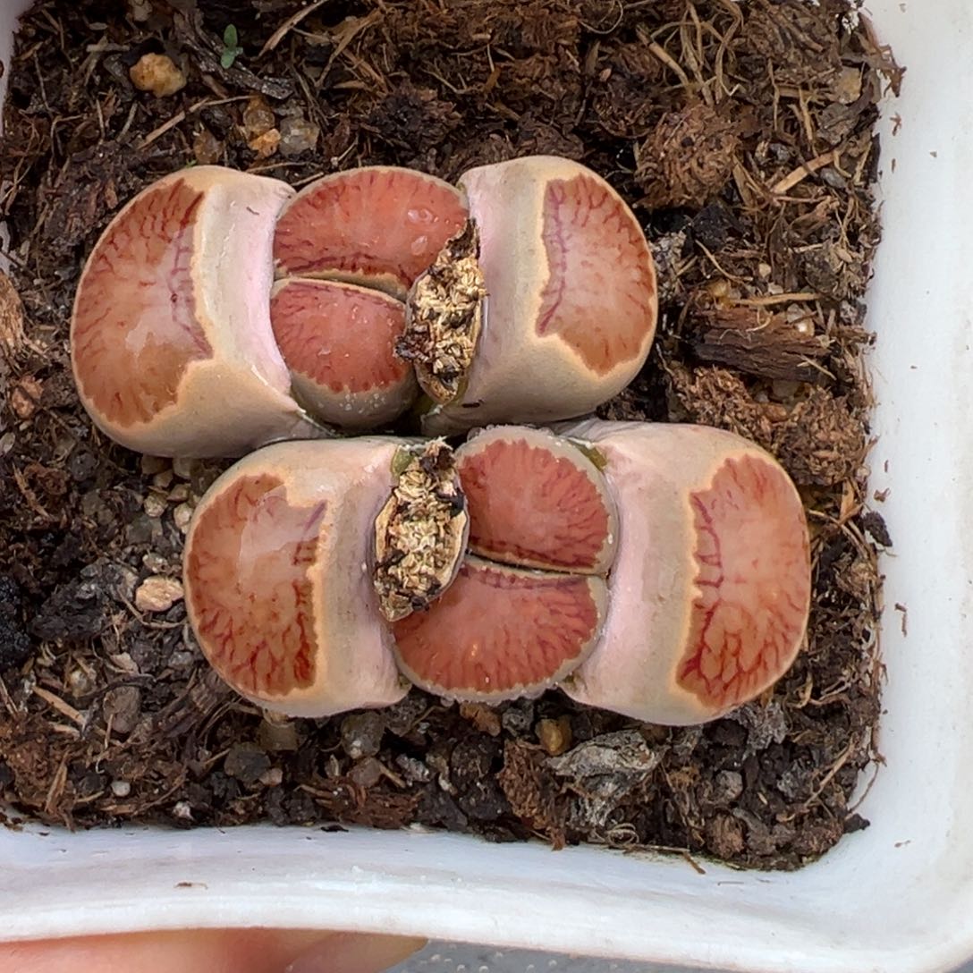 2.13好看的多肉351