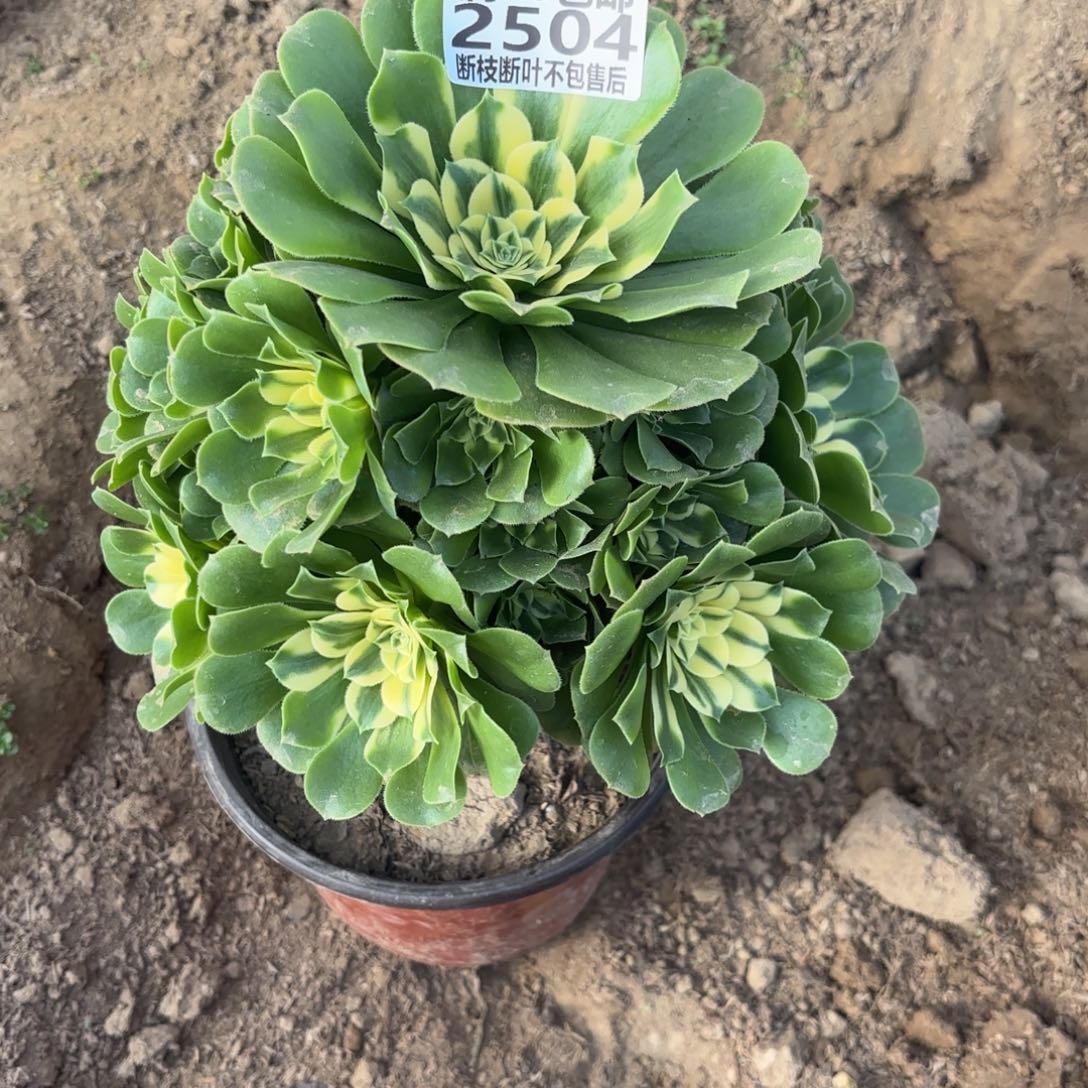 M. 2504辛尼雅多肉1122333