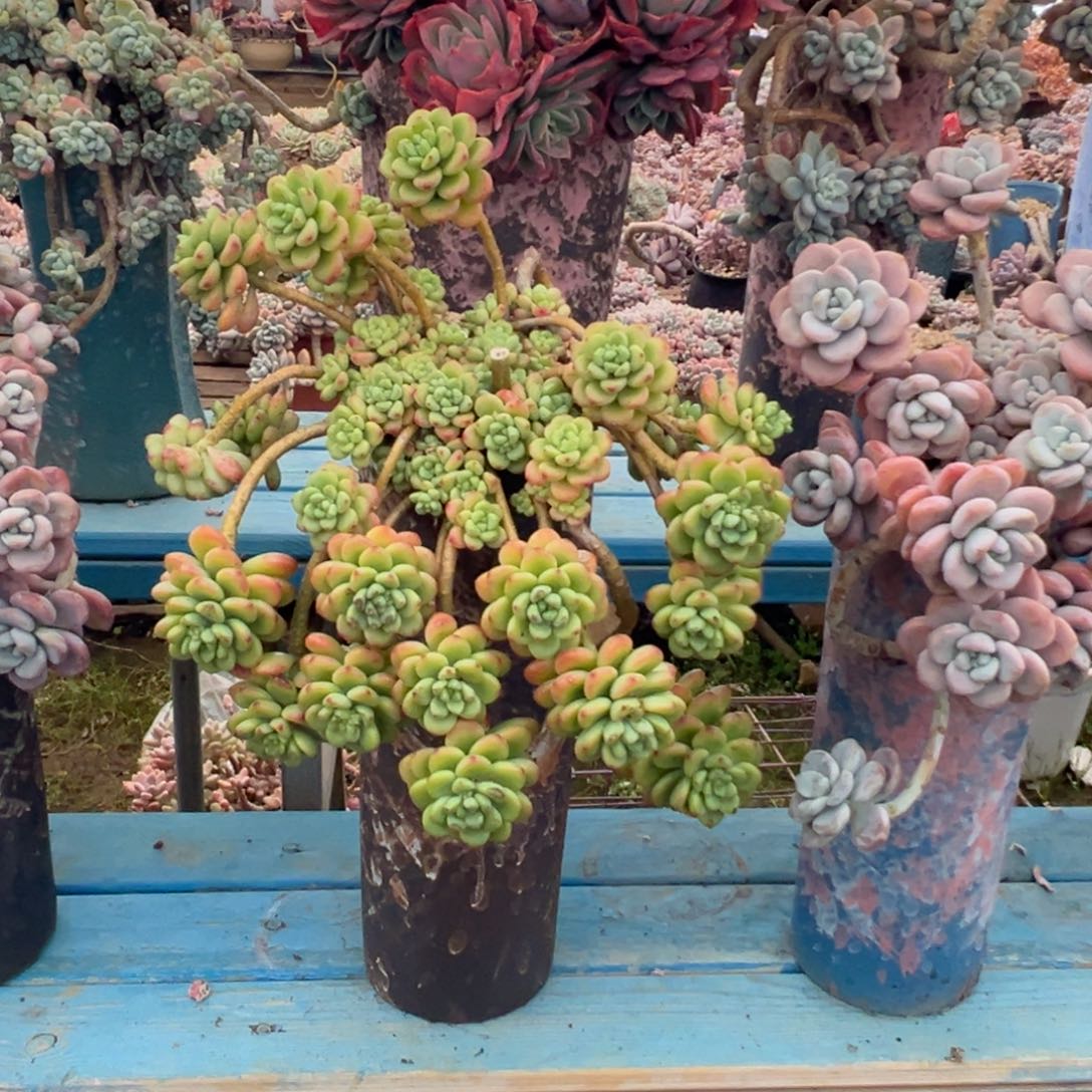 精品香格里拉妖桩 裸根