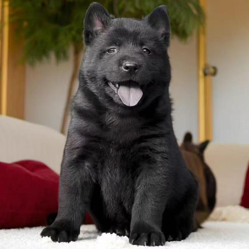 （富贵家的田园犬)T狗狗活体