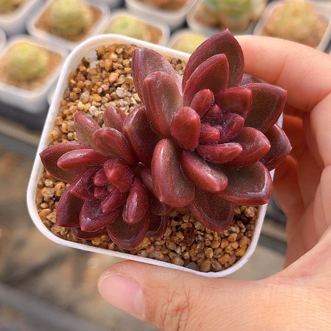 615  迷雾泡泡满18包邮