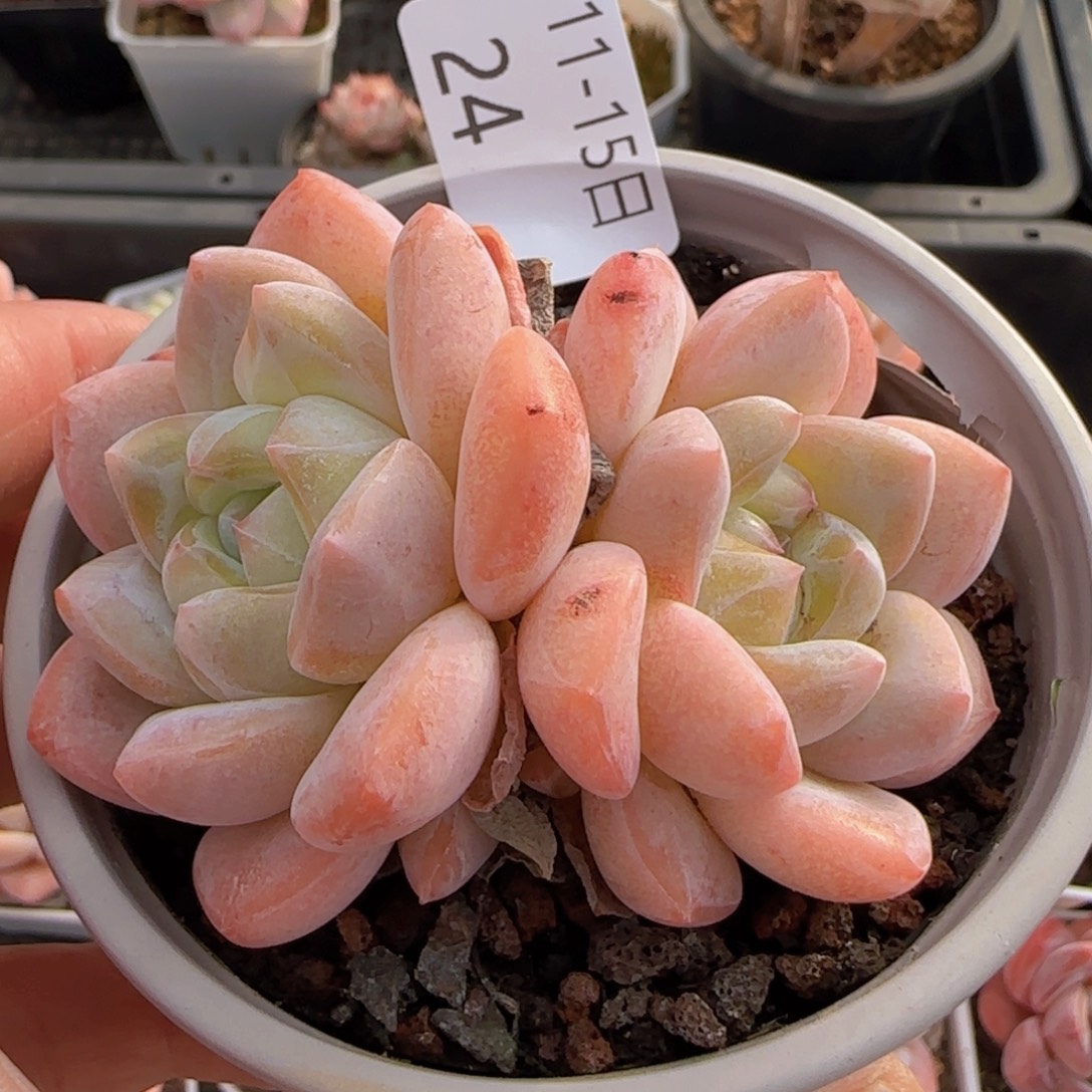 梦露杂冰玉双头一颗