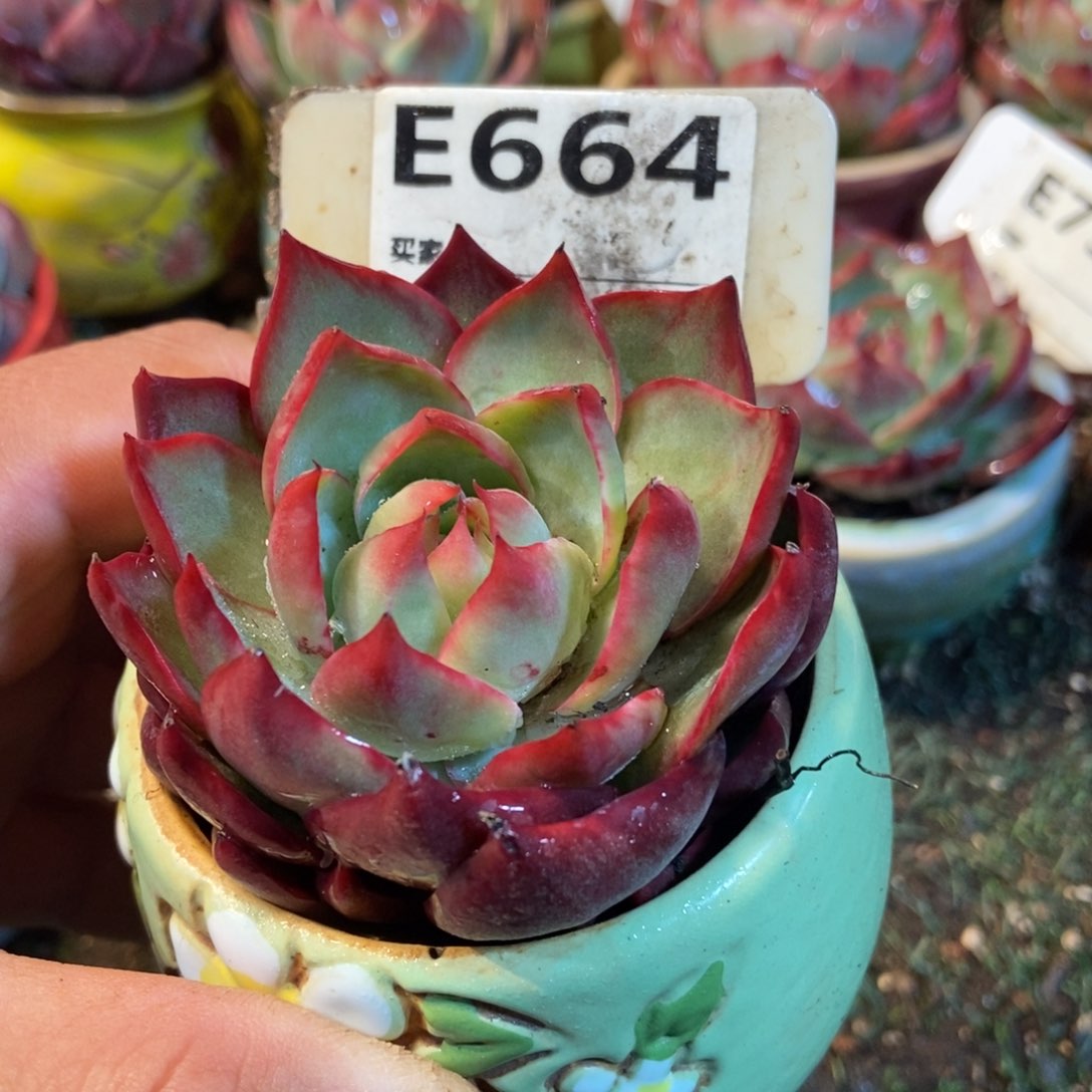 惊鸿一瞥664号楼多肉