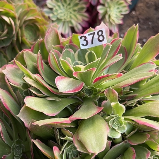 偏***李多肉植物一个