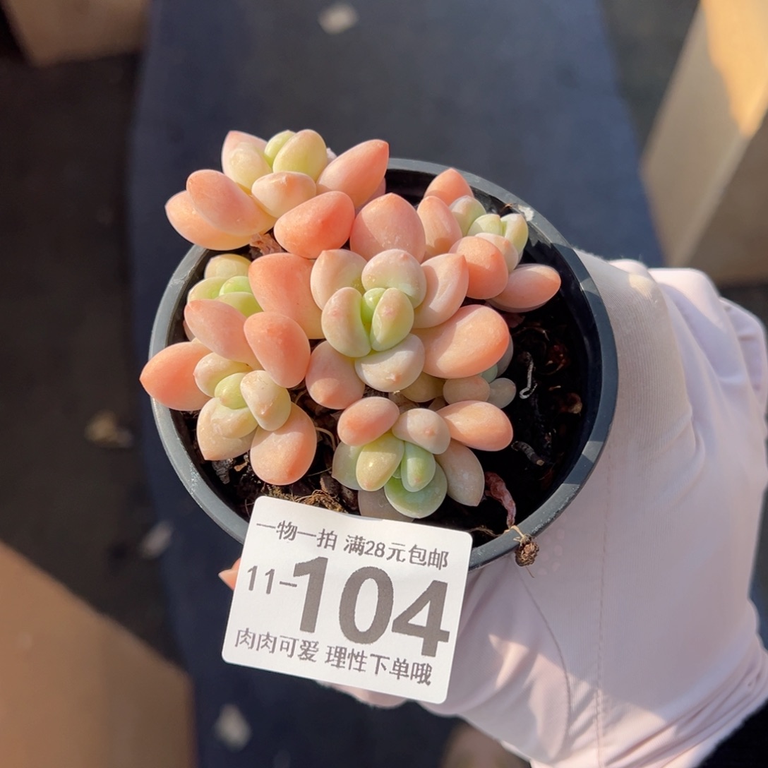 桔子洛神多肉多肉多肉多肉