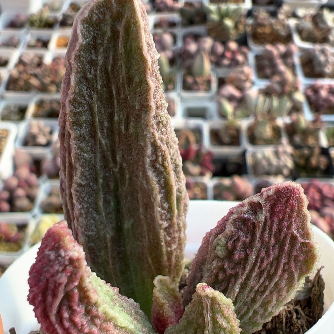 古灵阁大苗粗旷多肉植物