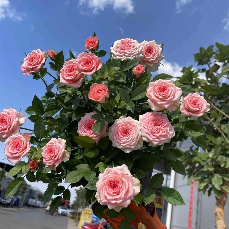 【仙度瑞拉】四季开花耐寒月季盆栽植物适合阳台庭院种植