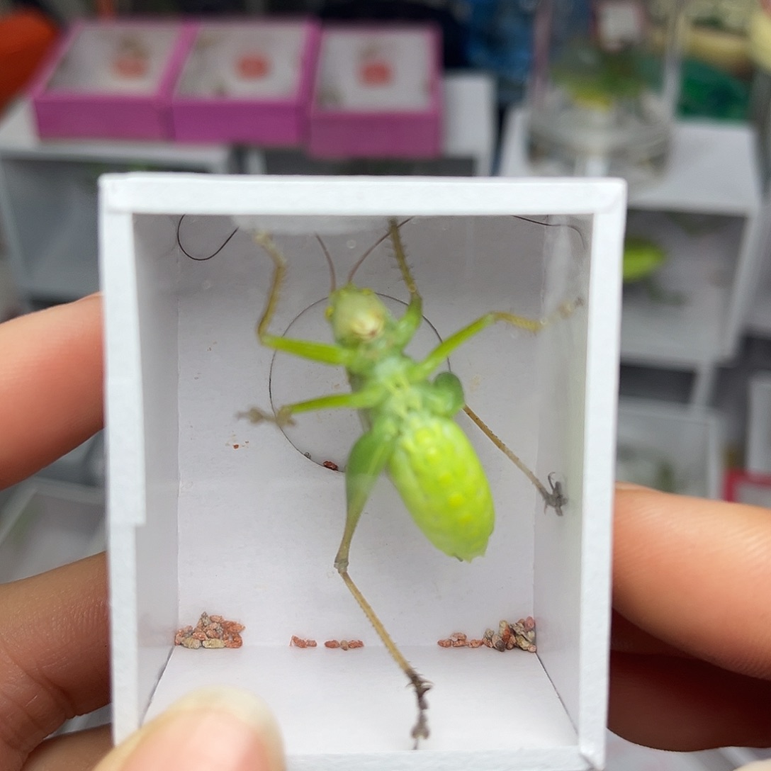 蚂蚁工坊扎嘴。           