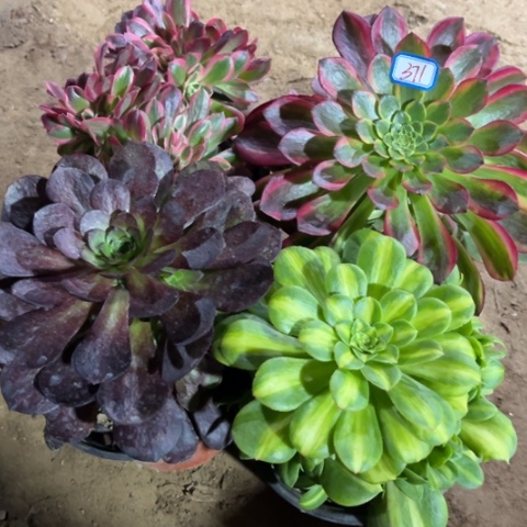 371多肉植物组合