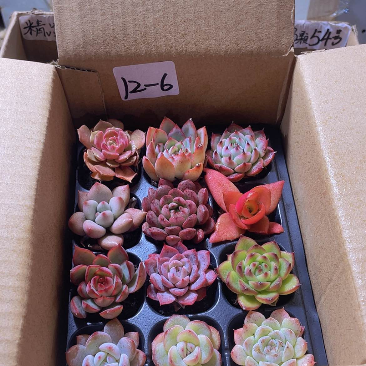 【闪购商品】12颗-6