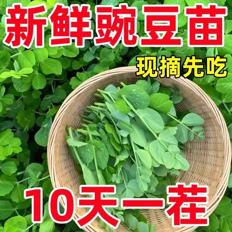 【全场满5包包邮】好吃豌豆苗豆尖水培荷兰豆芽碗豆尖蔬菜苗秧